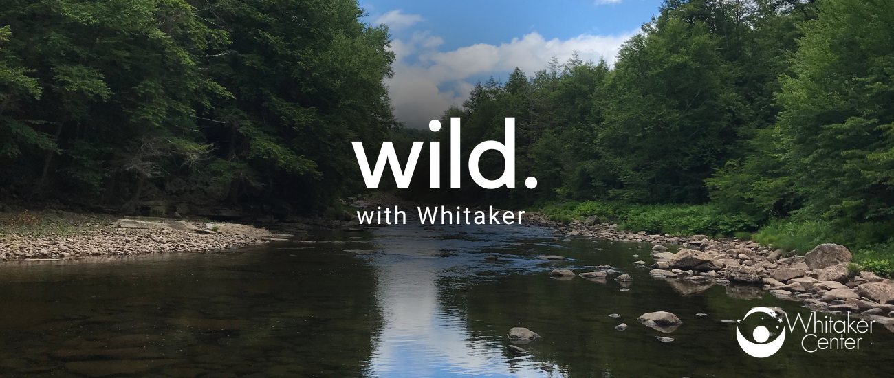 Wild with Whitaker